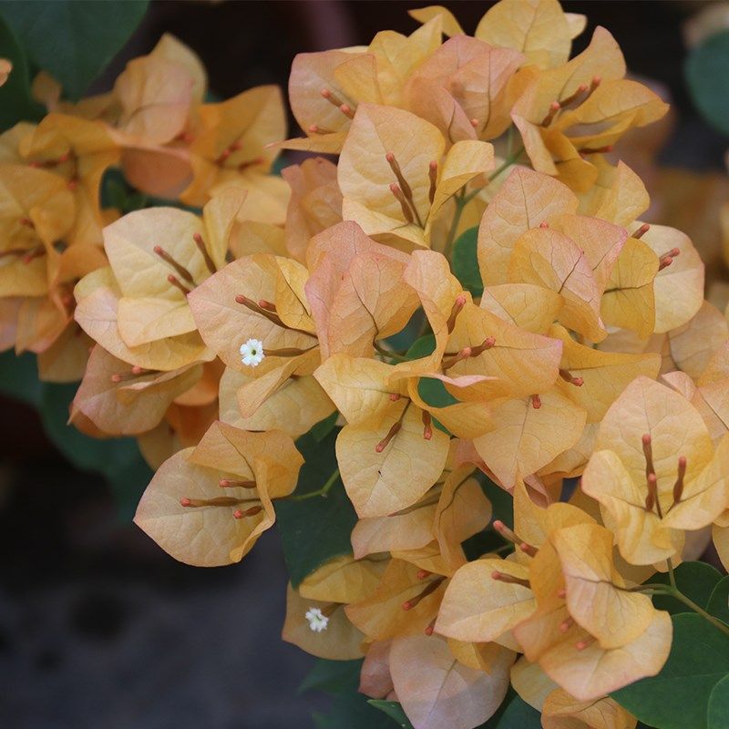 三角梅 金色光辉s  盆栽绿植庭院阳台开花植物,鲜花速递/花卉仿真/绿植园艺,绣球/木绣球/木本植物,淘宝优惠券,粉丝福利购,淘宝优惠卷