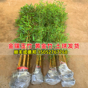 庭院植物竹子苗金镶玉竹黄金竹盆栽绿植I四季常绿景观竹室外绿化