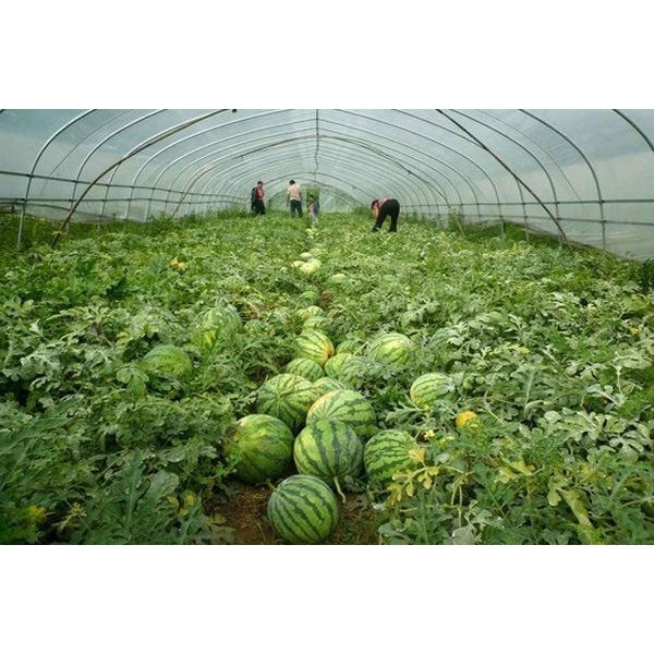 9米长寿茂金属西瓜专用膜西瓜双防膜西瓜流滴膜二膜台州西瓜膜