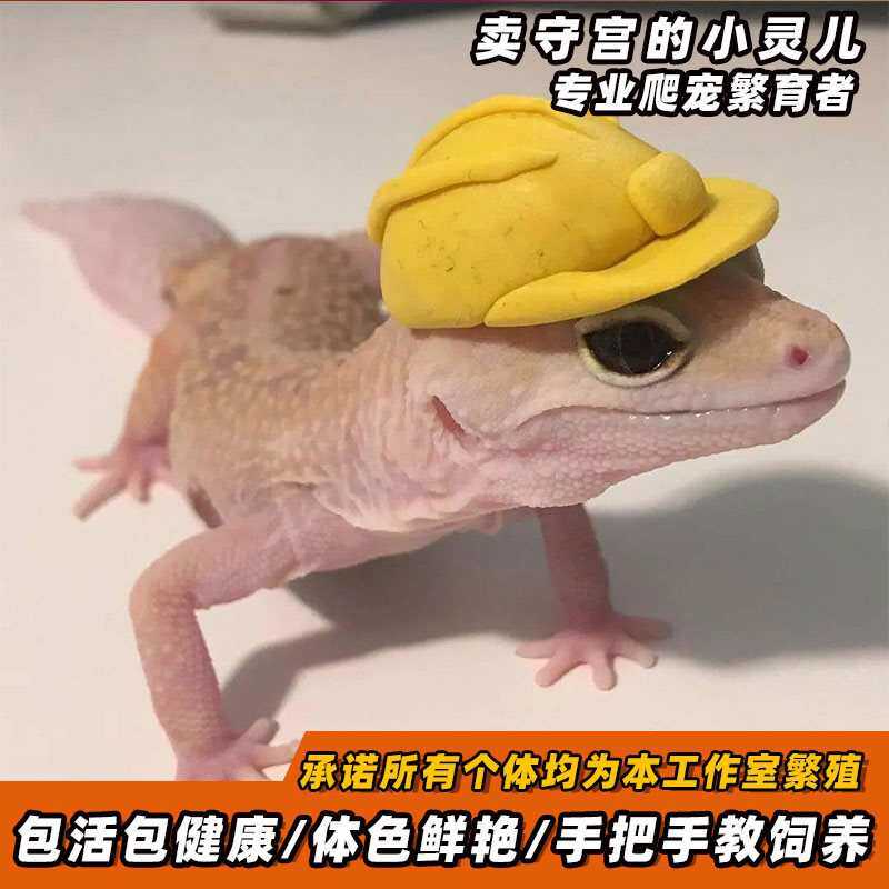 豹纹守宫蜥蜴幼体入门级爬宠小火龙好养易活的不咬人冷门宠物其他
