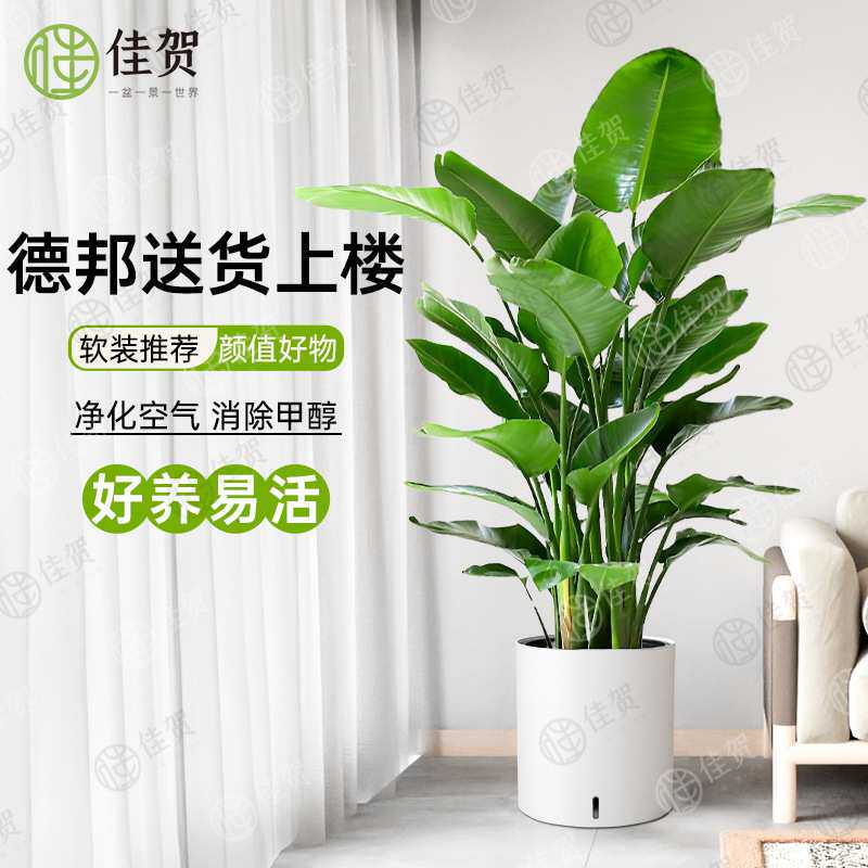 天堂鸟盆栽客厅电视柜室内大型落地绿植真花办公室大叶植物鹤望兰