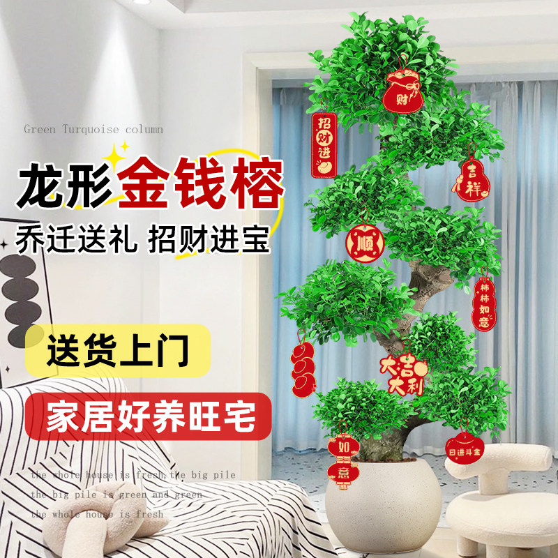 造型金钱榕客厅大型摆件盆栽乔迁旺宅高级感小叶绿植物发财树盆景