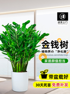 金钱树盆栽客厅大花盆室内钱串子招财旺财旺宅乔迁办公室大型绿植