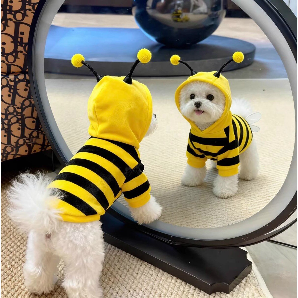 狗猫秋冬小蜜蜂卫衣保暖防掉毛