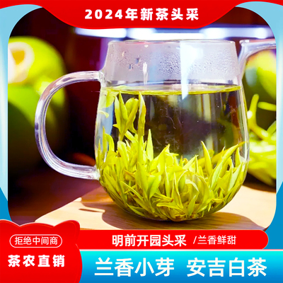 AAAA头采白茶2024新茶安吉高山云雾白茶明前绿茶茶叶鲜甜回甘送礼