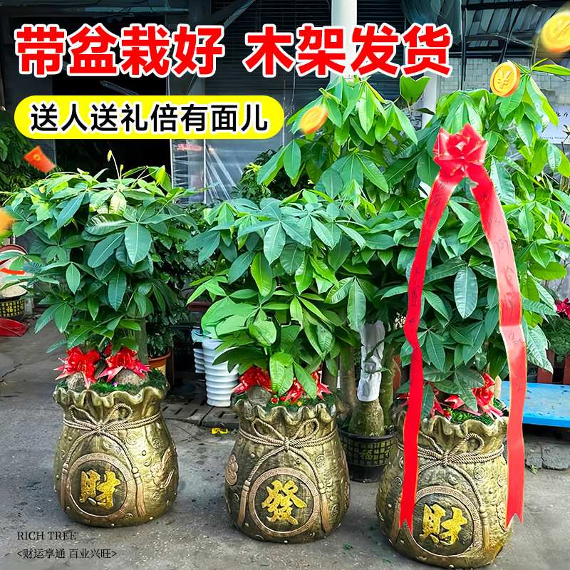 2024发财树客厅盆栽大聚宝盆步步高绿植物室内大型落地摆放办公室