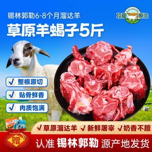 羊蝎子内蒙古散养羊肉羊排新鲜现杀内蒙古羔羊肉羊脊骨