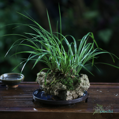 一物一拍龙根菖蒲易养喜阴耐水泡盆景茶席M茶庞书房植物吸水石种