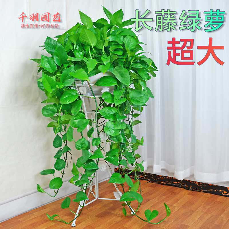 大绿萝吸甲醛盆栽室内花卉植物长藤四季常K绿水培土养办公客厅绿