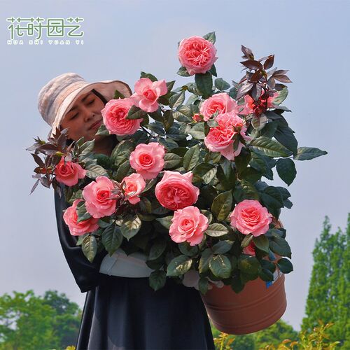 花莳园艺 e法版花宫娜月季花苗盆栽多季开粉色灌木大花好样阳台