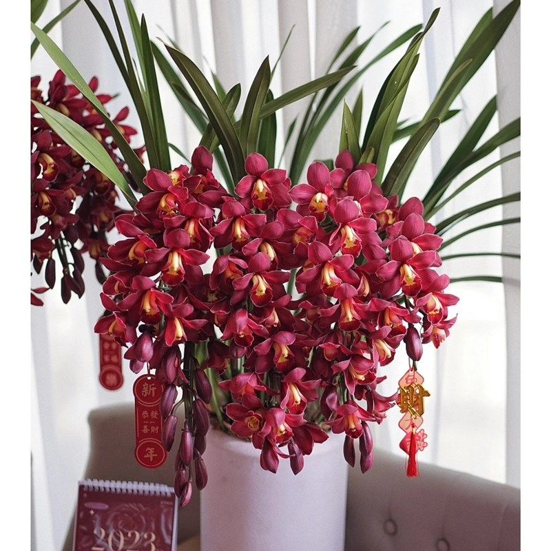 大花惠兰新年花宵花卉兰花盆栽杭C州同城花店配送领导同事家居摆,鲜花速递/花卉仿真/绿植园艺,国兰/杂交兰/洋兰类,淘宝优惠券,粉丝福利购,淘宝优惠卷