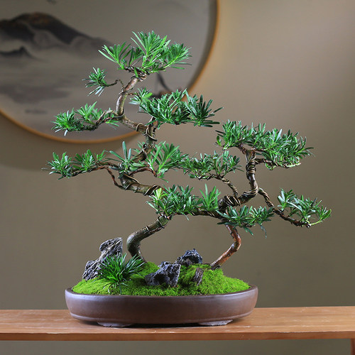 罗汉松丛林造型盆景n庭院室内绿植四季常青观叶老桩盆栽好养易活