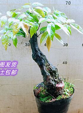 映山红紫薇赤e楠乌饭栀子花各种老桩盆景树直播选造型一物一拍下