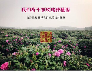 平阴重瓣红新鲜食用玫瑰r鲜花花蕾酵素纯露用新鲜玫瑰花蕾3斤包邮