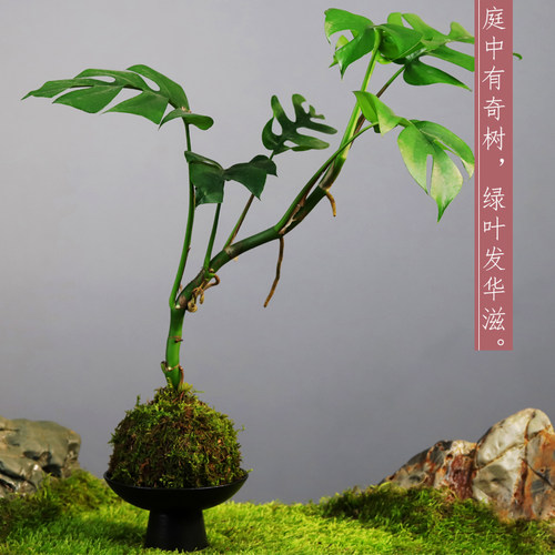 姬龟背竹盆栽f苔藓球水培植物室内绿植客厅净化空气四季常青盆景