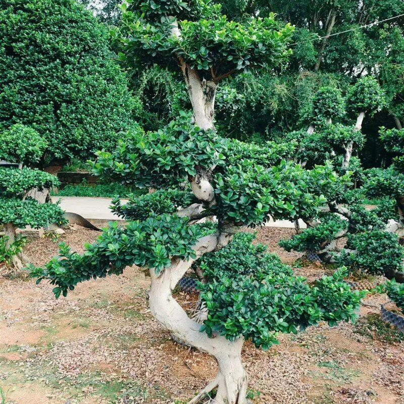 金钱榕盆栽绿植花卉老桩造型 s弯摇钱树观赏植物T小叶人参榕树盆