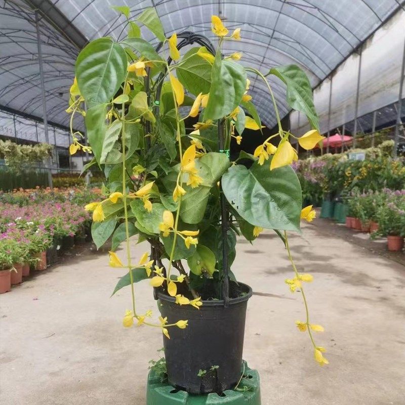 黄金沃尔夫藤 室外耐热夏季开花藤本垂吊植物多Y年生花期长,鲜花速递/花卉仿真/绿植园艺,造型盆景,淘宝优惠券,粉丝福利购,淘宝优惠卷