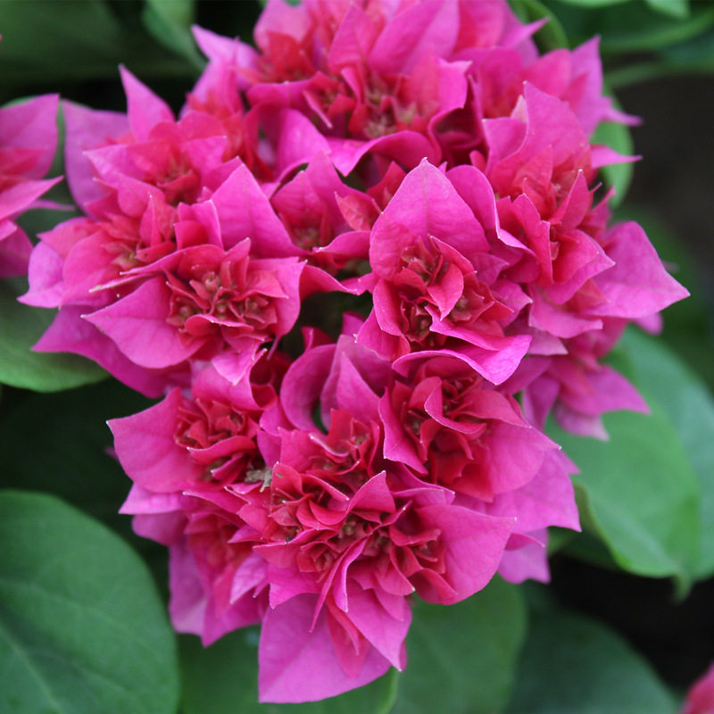 重瓣红三角梅盆栽爬o藤大苗四季室内花卉老桩带花带盆发货绿樱画,鲜花速递/花卉仿真/绿植园艺,时令草本花卉,淘宝优惠券,粉丝福利购,淘宝优惠卷