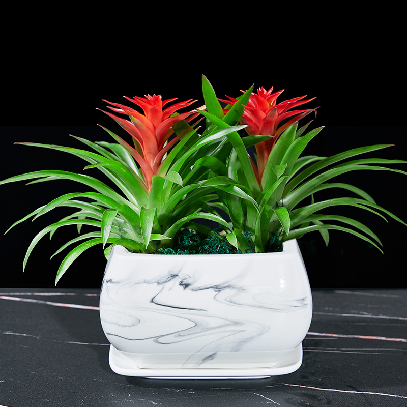 鸿运当头盆栽花卉植物室内花客厅四D季开花好养活凤梨水培绿植阳