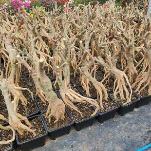 塔黄 塔橙三角梅提根老桩 四z季开花爬藤植物花卉 勤花耐热植物