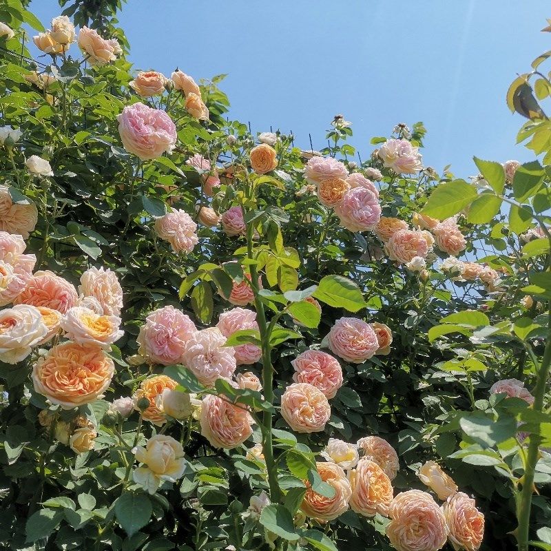 蔷薇花种子爬藤月季花p种子全年开花爬藤攀援花卉植物花海景观花,鲜花速递/花卉仿真/绿植园艺,月季/蔷薇/玫瑰,淘宝优惠券,粉丝福利购,淘宝优惠卷