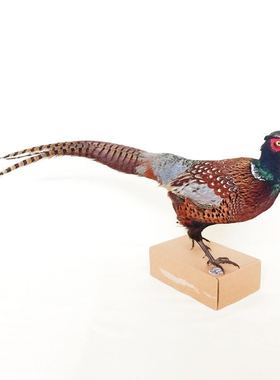 新真鸡七彩山鸡标本静态雉鸡工艺品摆件家禽模型博U物馆展览装饰