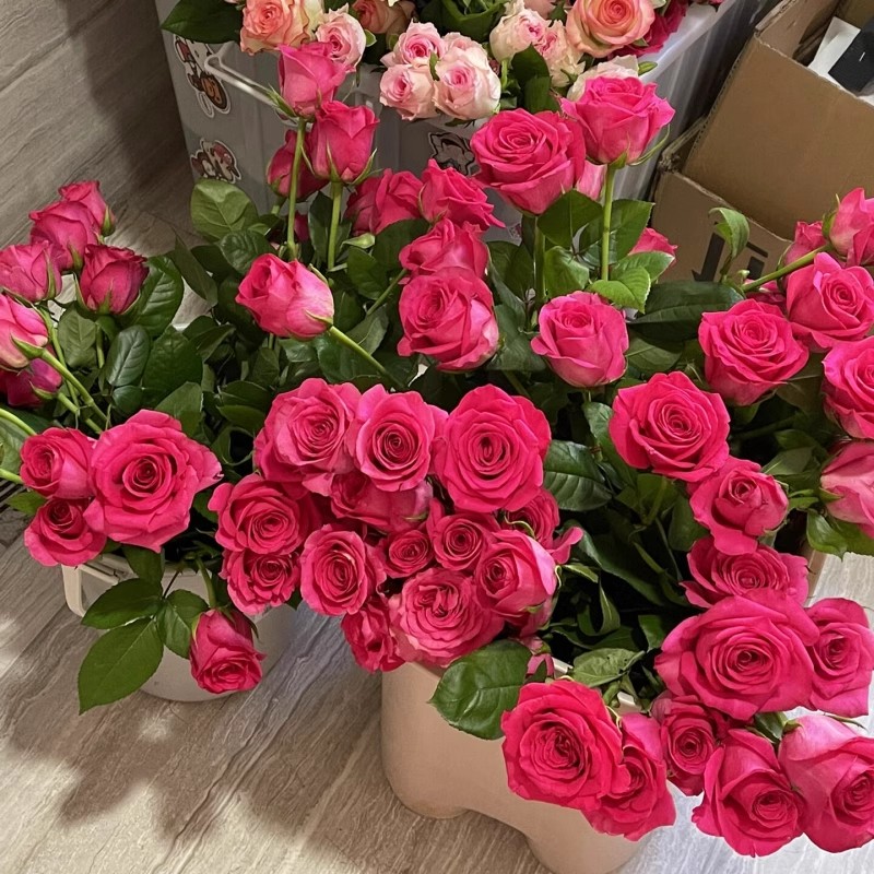 玫瑰花种籽子四季种子盆栽花卉植物室内外鲜花开花易爆盆庭院阳台