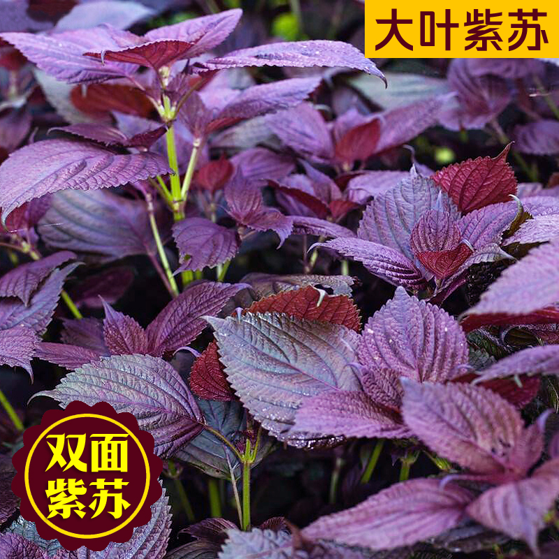 紫苏种子可食用双面红紫蔬菜耐热