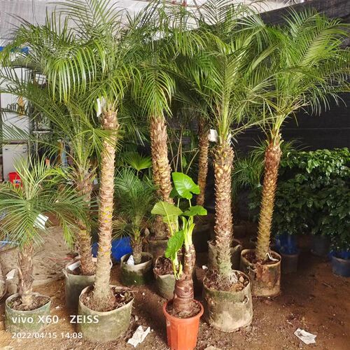 美丽针葵防辐射客厅庭o院阳台棕榈科树大型绿植净化空气观叶欧式