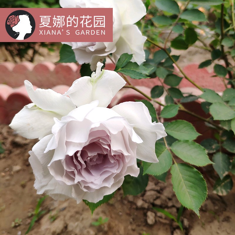 加百列大天使月季花苗阳台盆栽四季D开花不断浓香勤花抗病烟灰紫