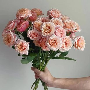德芮尔桃梅拉多头玫瑰花鲜切花全国C速递家庭室内水培插花鲜花10