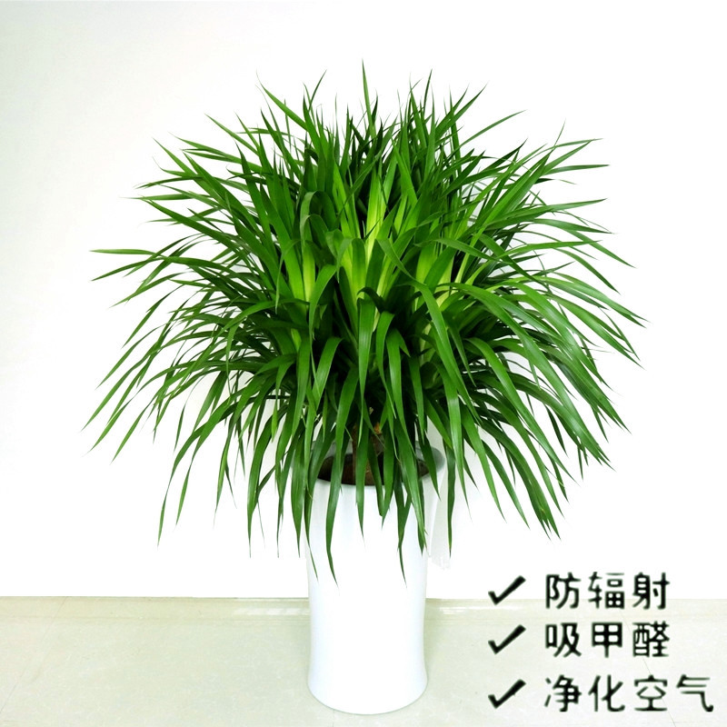 龙须树盆栽龙须铁龙n须兰龙血树室内客厅大型盆栽绿植花卉净化空