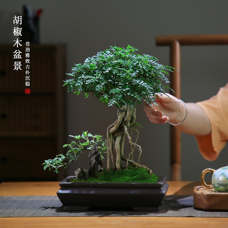 胡椒木盆景清香木老桩盆栽室内植物办公室桌面好U养造型客厅绿植