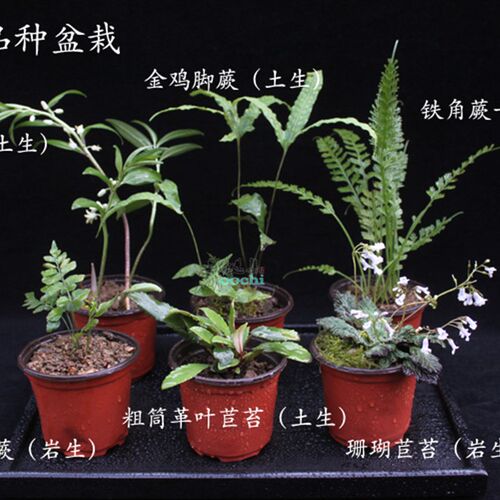 山野选集 造景用植物山野秘境蕨B类盆栽雨林缸素材微景观喜阴绿植
