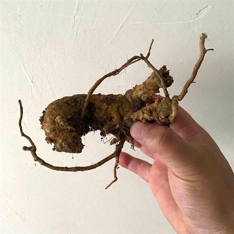 瓜蒌种苗基地搬迁瓜篓种苗w子两年苗大颗粒瓜蒌品质易成活包成活