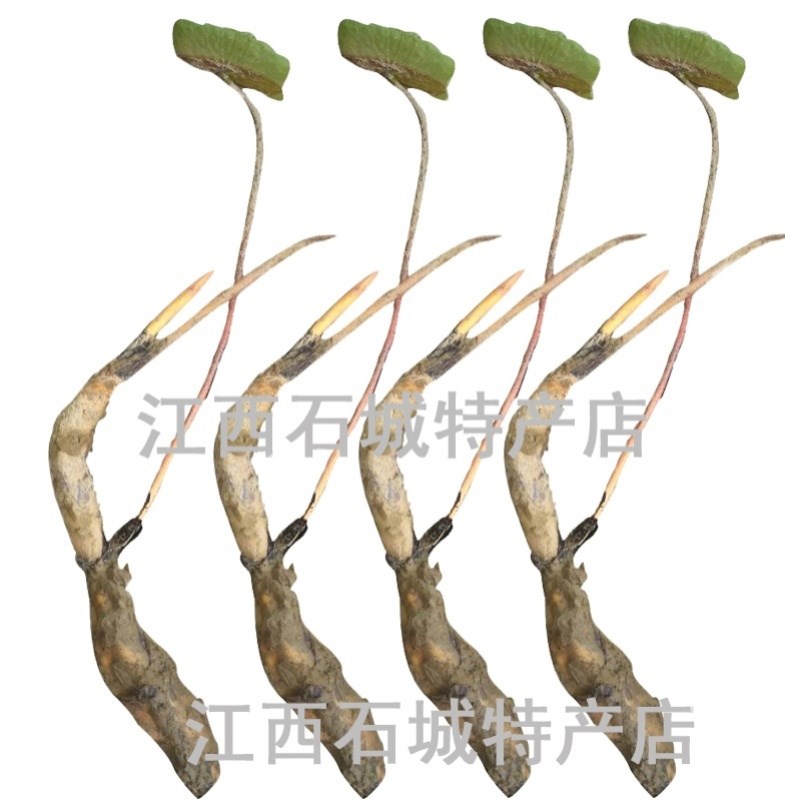 太空莲36号莲子种苗建宁广昌白z莲湘莲莲子莲藕种苗产莲红花莲种