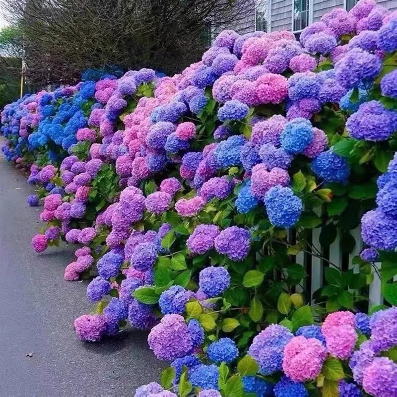 高档花卉绣球花苗盆栽q无尽夏阳台庭院别墅花园植物多年生四季耐