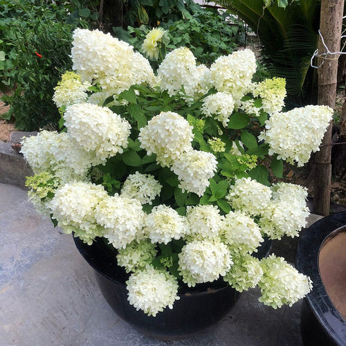 圆锥绣球石d灰灯香草草莓大花木绣球阳台盆栽地栽花苗耐热花园花
