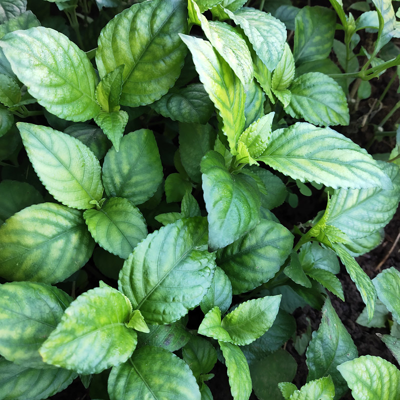 糯米茶苗香茶f香料茶植物带根带土盆栽发货包邮小苗6棵1盆现挖苗