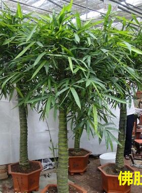 大型盆栽绿植办公室内客厅庭院y植物罗汉竹佛肚竹盆景 佛肚竹大苗