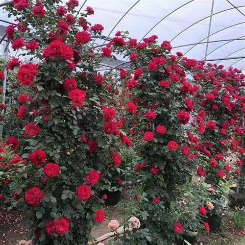 藤本月季c大花浓香四季开花蔷薇花苗爬藤攀援植物庭院阳台花墙拱