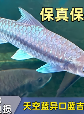 新光唇蓝吉罗 鱼苗淡水鱼观赏鱼吉祥鱼异口原生吉罗鱼自来水可养