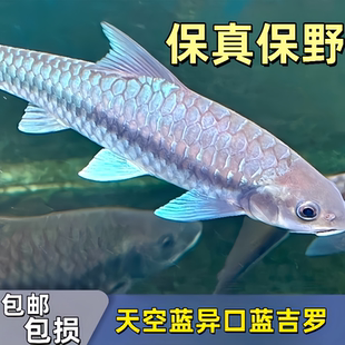 新光唇蓝吉罗 鱼苗淡水鱼观赏鱼吉祥鱼异口原生吉罗鱼自来水可养