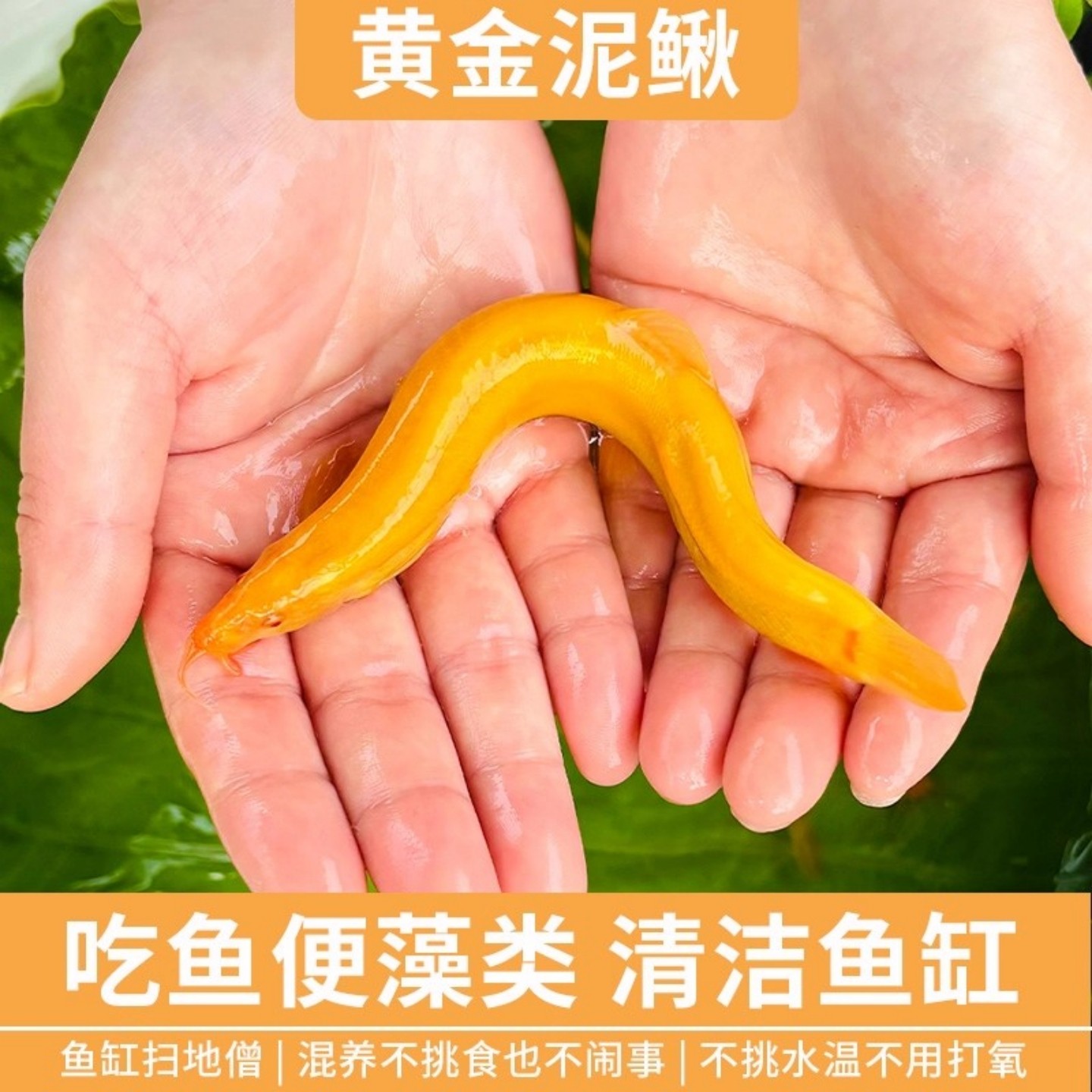 黄金泥鳅活体观赏鱼清道夫工具鱼免打氧耐活鱼缸清洁冷水鱼包邮,宠物/宠物食品及用品,鱼,淘宝优惠券,粉丝福利购,淘宝优惠卷