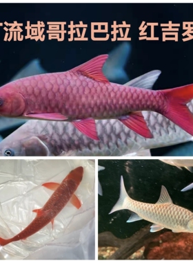 保山蓝吉罗鱼淡水鱼包野原生水族特大可长一米多史式新光唇泰国野