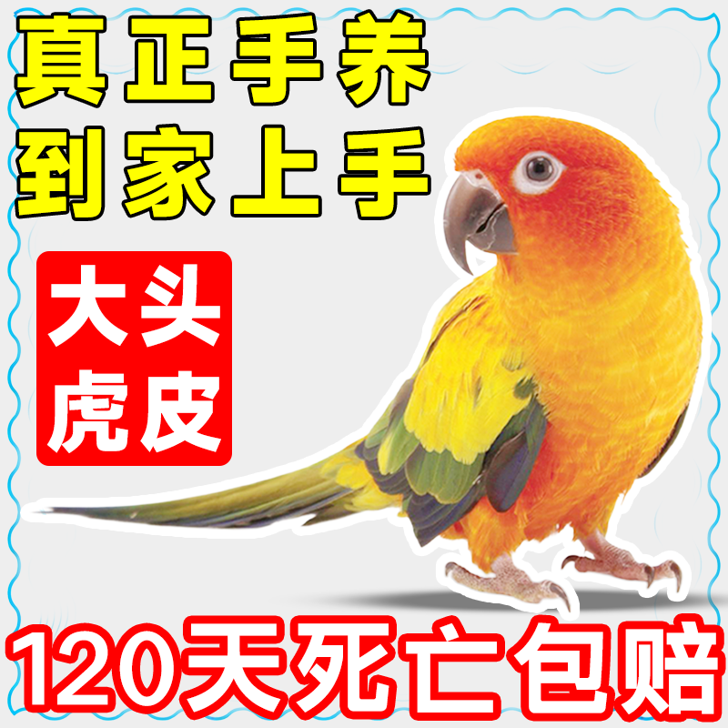 【会说话鹦鹉】纯手养亲人上手大头虎皮云斑鸟宠物接种可繁育