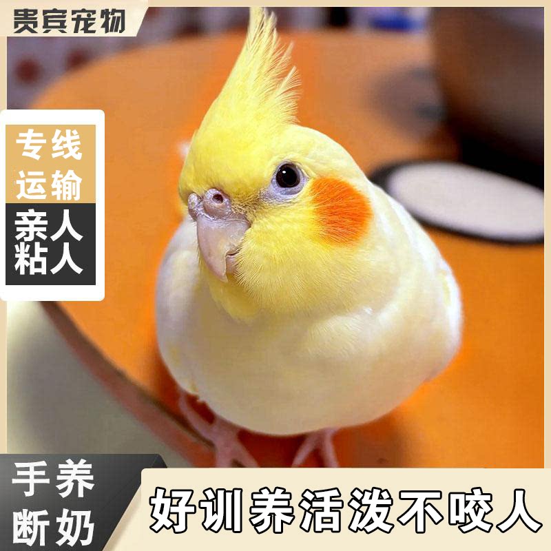 【真手养】真正会说话的玄凤鹦鹉