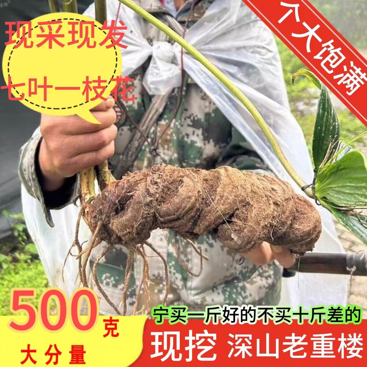 云南新鲜生滇重楼七叶一枝花老独角莲大蚤休丁毒豆中药材干货正品