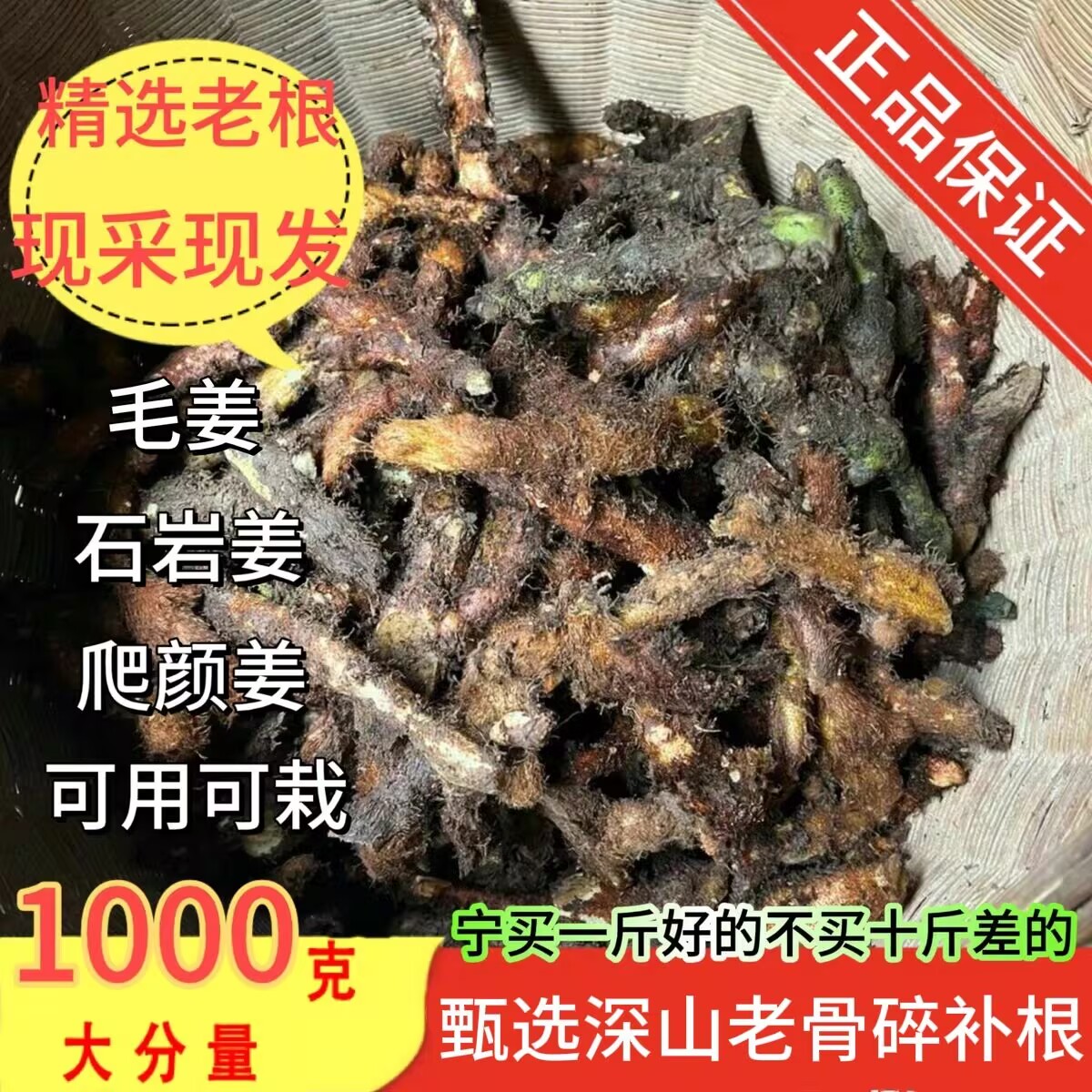 深山新鲜骨碎补爬岩姜现摘石岩姜接骨猴姜毛姜肉碎补正品500g包邮