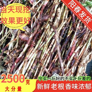 新鲜现挖正宗阳春春砂仁根砂仁头砂仁颈砂仁藤砂仁苗特产煲汤沙仁